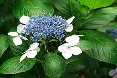 紫陽花