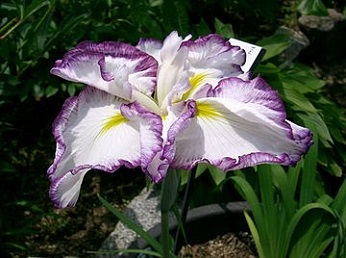 花菖蒲