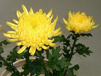 菊
