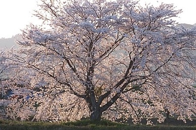 桜